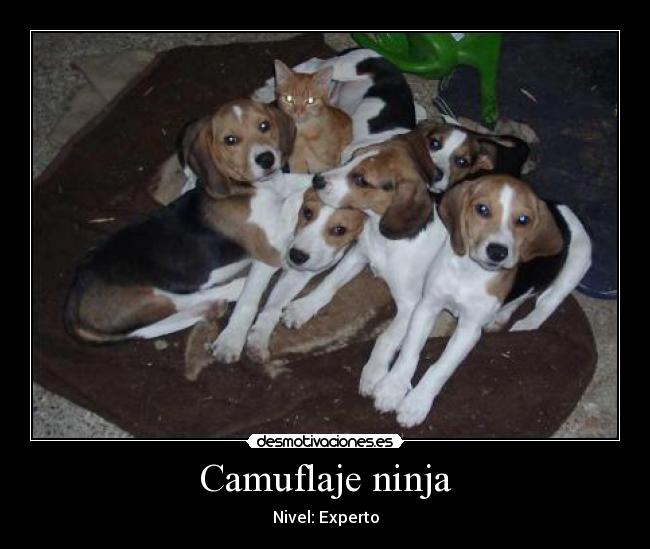 Camuflaje ninja - Nivel: Experto