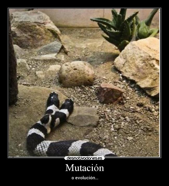 Mutación - o evolución...