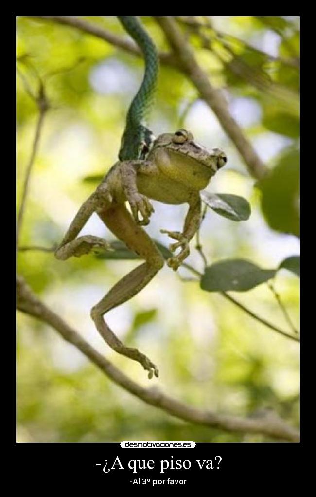 carteles rana serpiente desmotivaciones