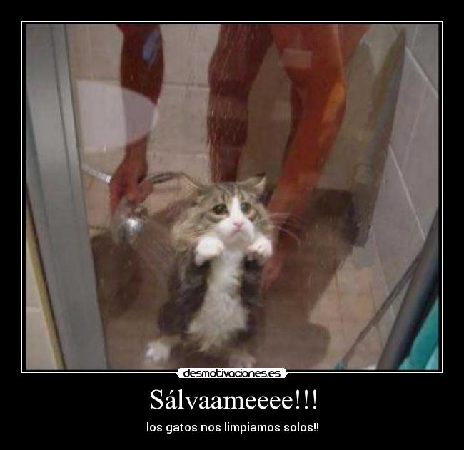 Sálvaameeee!!! - los gatos nos limpiamos solos!!