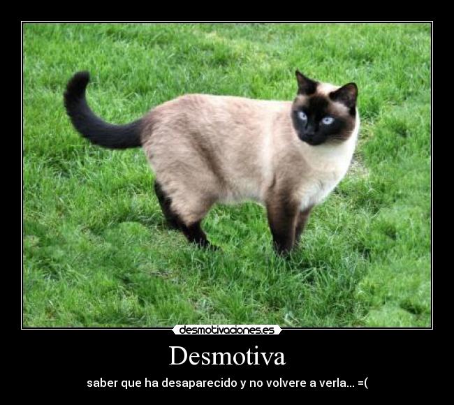 carteles gatos desmotivaciones