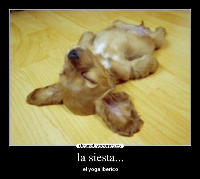 la siesta... - 