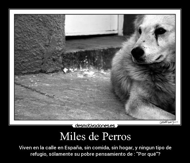 Miles de Perros -