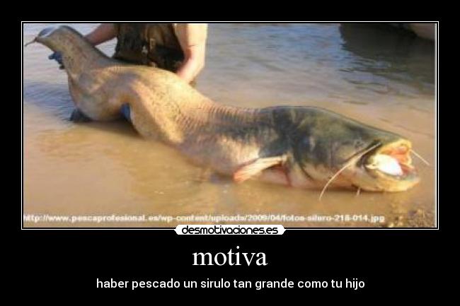 motiva - 