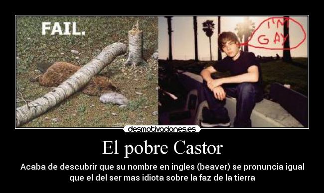 El pobre Castor -