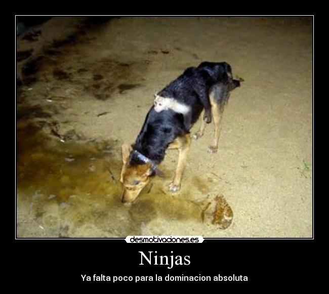 Ninjas - Ya falta poco para la dominacion absoluta