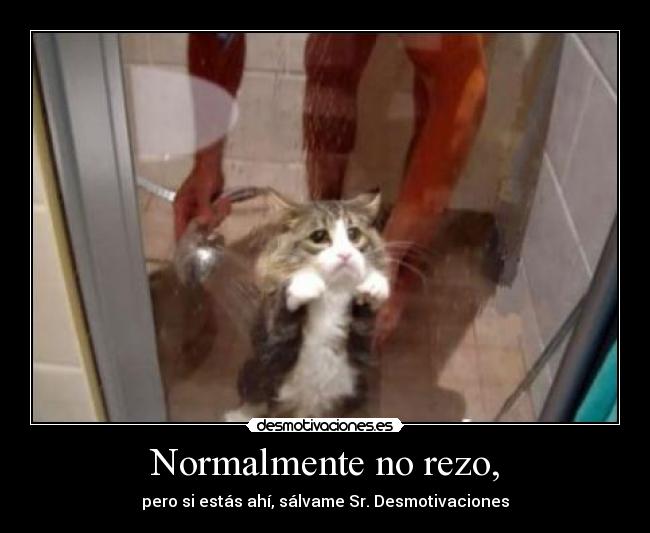 carteles sanarkand gatosducha desmotivaciones