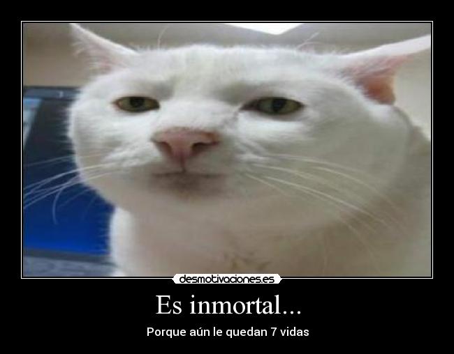 Es inmortal... - Porque aún le quedan 7 vidas