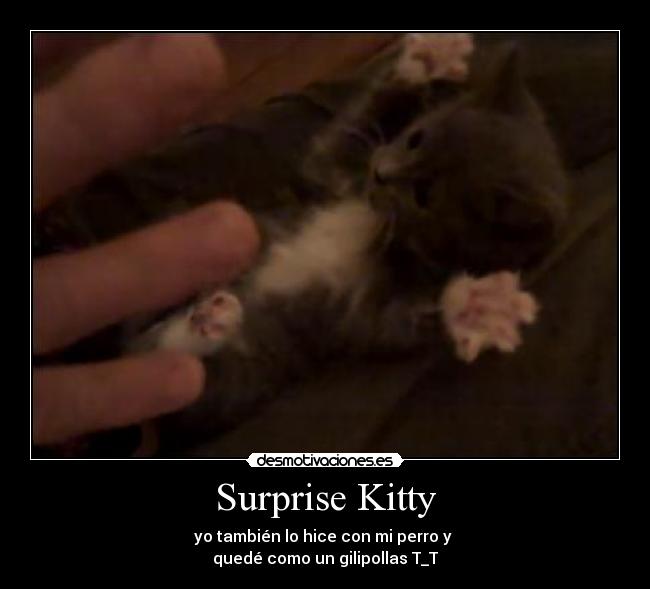 Surprise Kitty - 