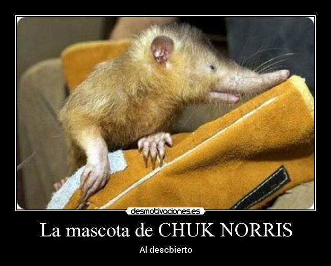 La mascota de CHUK NORRIS - Al descbierto
