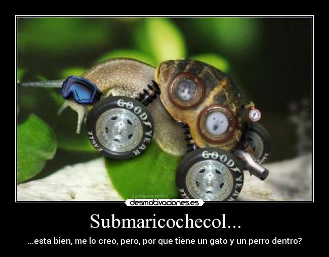 Submaricochecol... - 