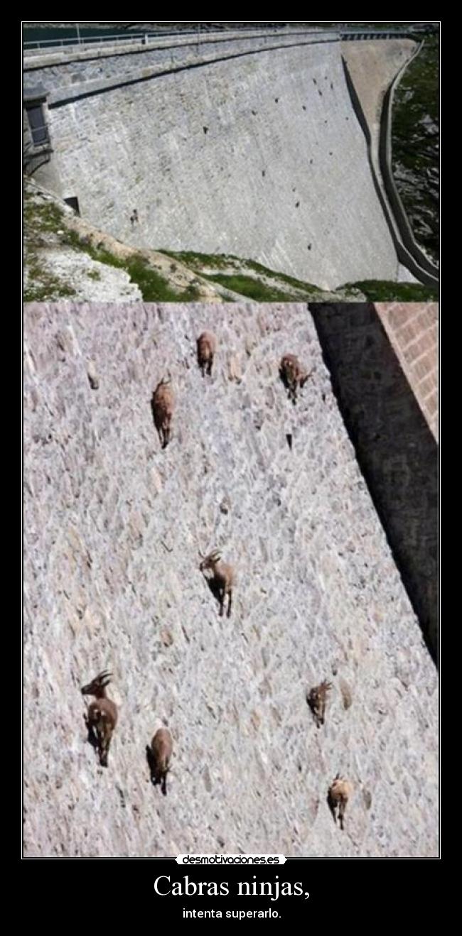 Cabras ninjas, - intenta superarlo.