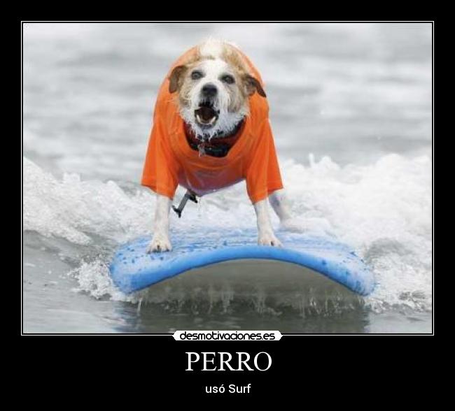 PERRO - usó Surf