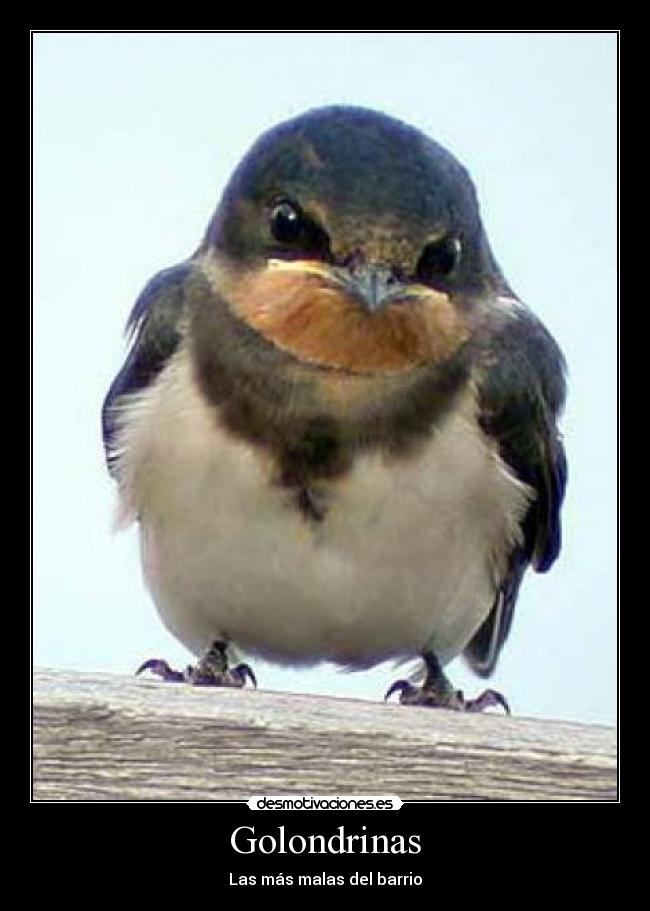 Golondrinas - Las más malas del barrio