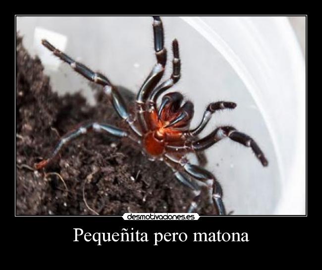 Pequeñita pero matona - 