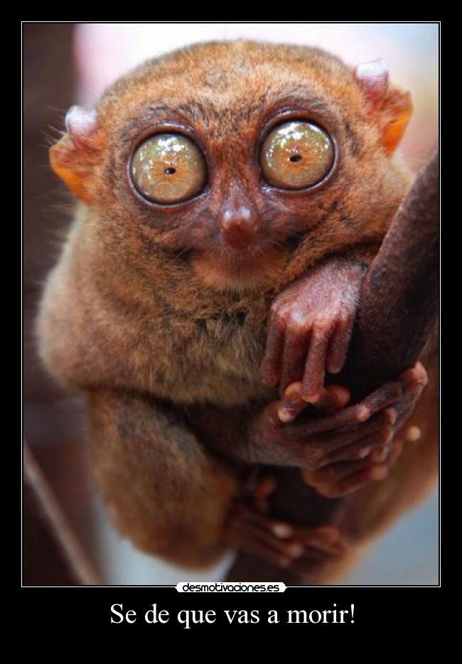 Se de que vas a morir! -