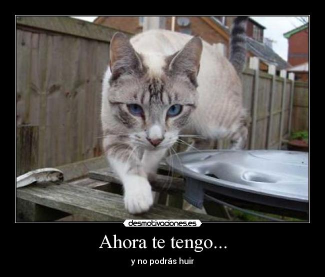 Ahora te tengo... -