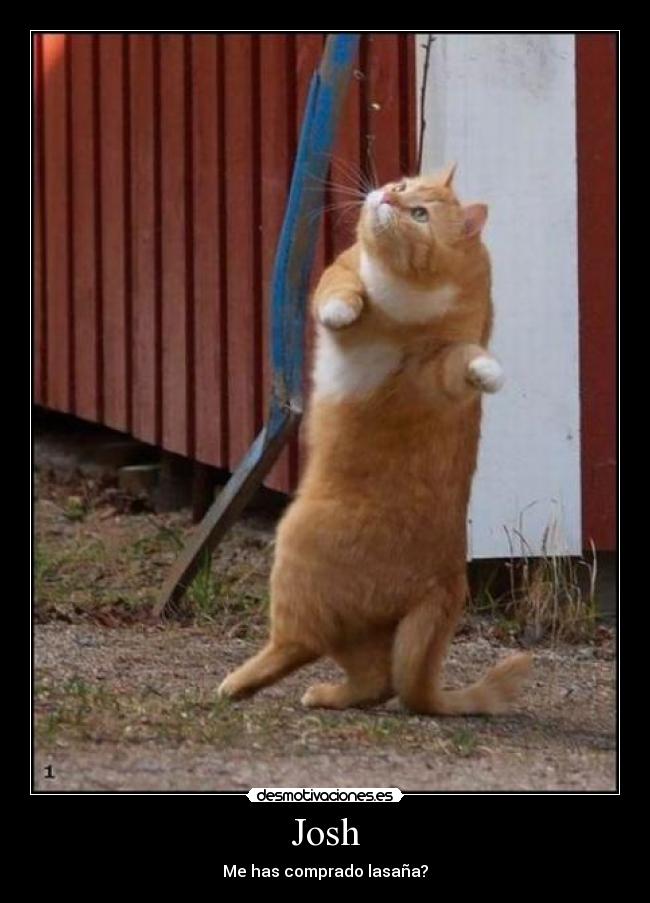 Josh - Me has comprado lasaña?