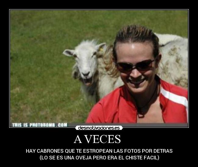 A VECES  - HAY CABRONES QUE TE ESTROPEAN LAS FOTOS POR DETRAS
(LO SE ES UNA OVEJA PERO ERA EL CHISTE FACIL)