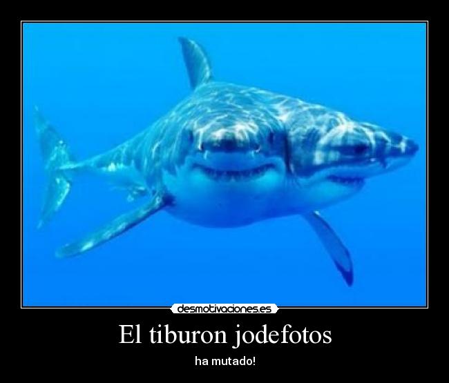 El tiburon jodefotos -