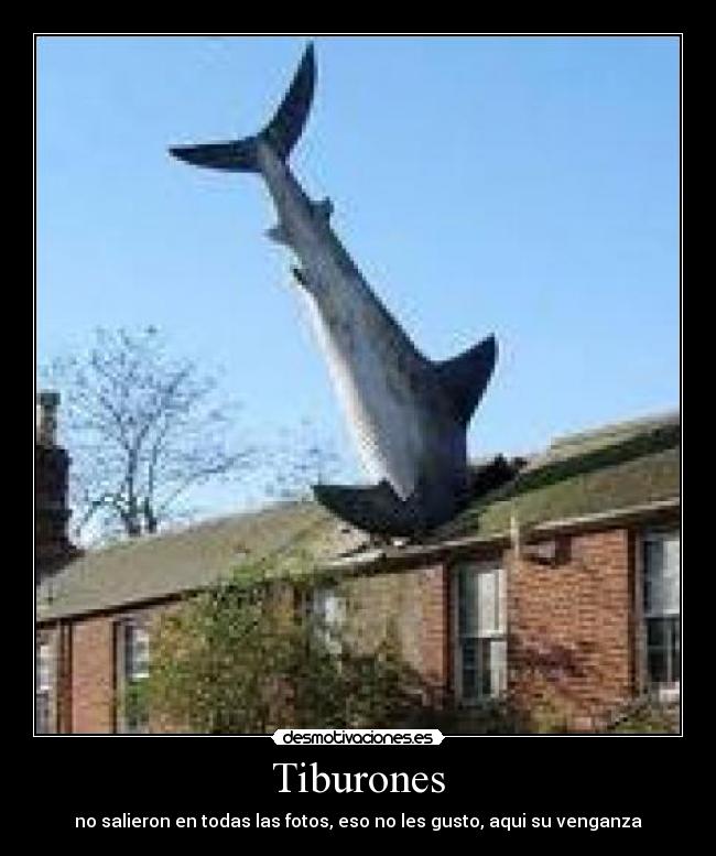 Tiburones -