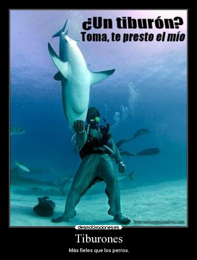 Tiburones -