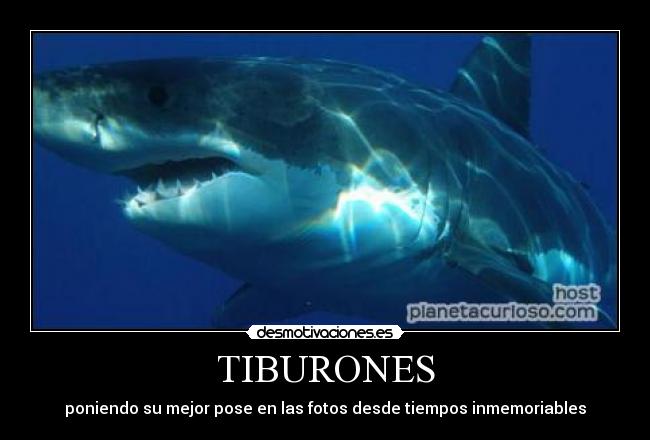 TIBURONES -