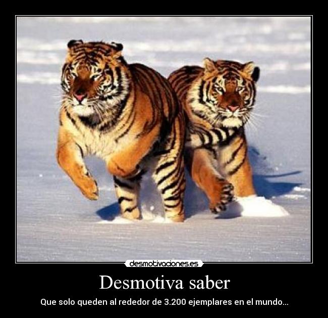 Desmotiva saber - Que solo queden al rededor de 3.200 ejemplares en el mundo...