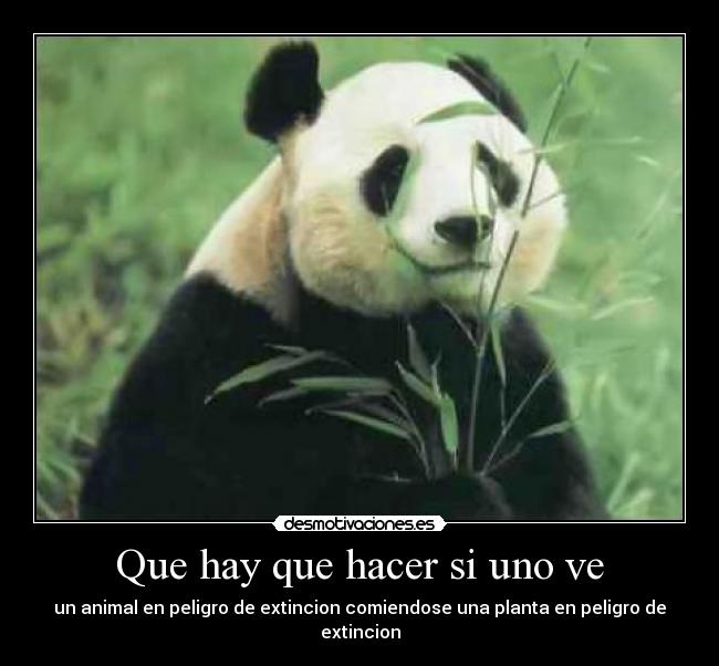 Que hay que hacer si uno ve - un animal en peligro de extincion comiendose una planta en peligro de extincion