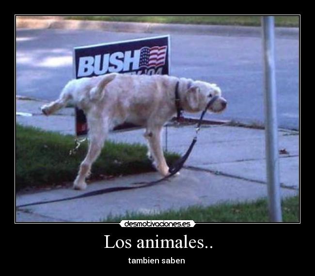 carteles animales bush desmotivaciones