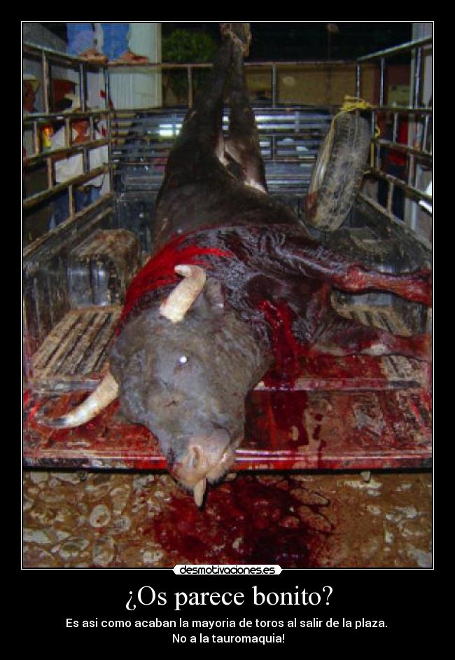 ¿Os parece bonito? -