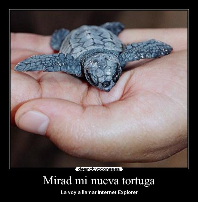 Mirad mi nueva tortuga - La voy a llamar Internet Explorer