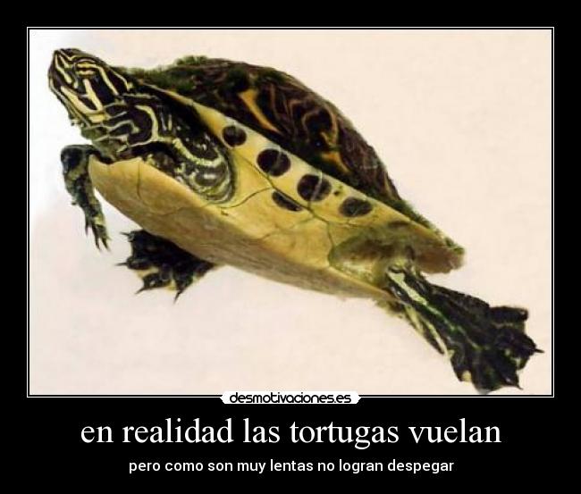en realidad las tortugas vuelan - pero como son muy lentas no logran despegar