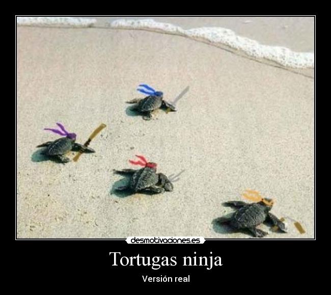 Tortugas ninja - Versión real