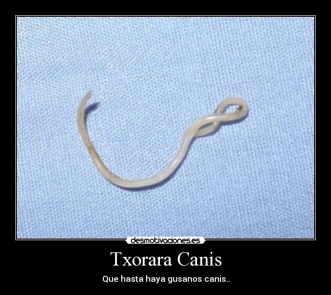 Txorara Canis -