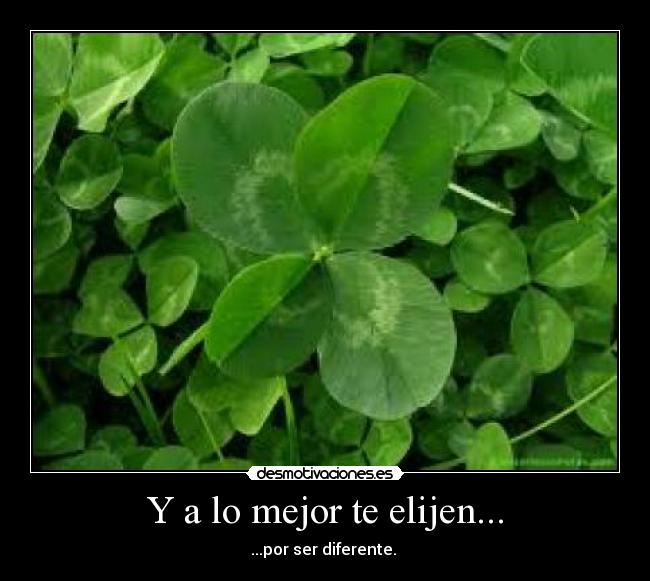 Y a lo mejor te elijen... - 