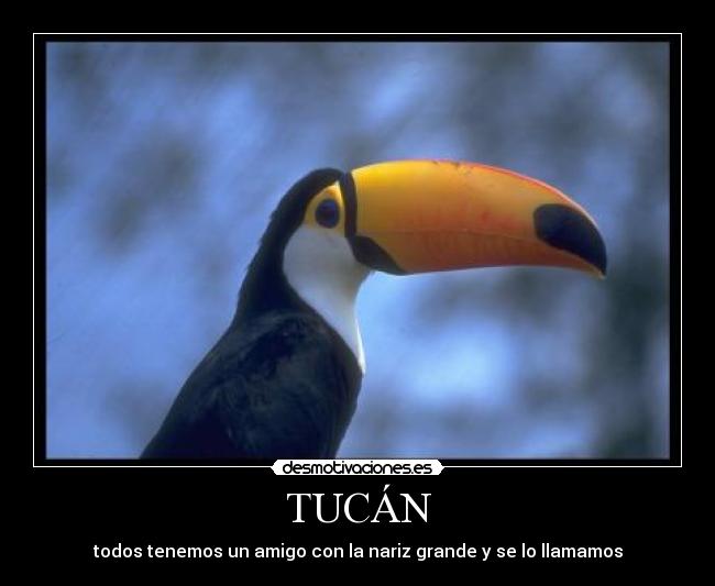 TUCÁN -