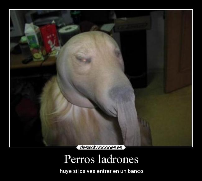 Perros ladrones -