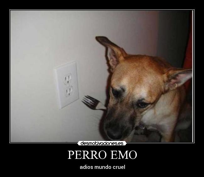 PERRO EMO - 