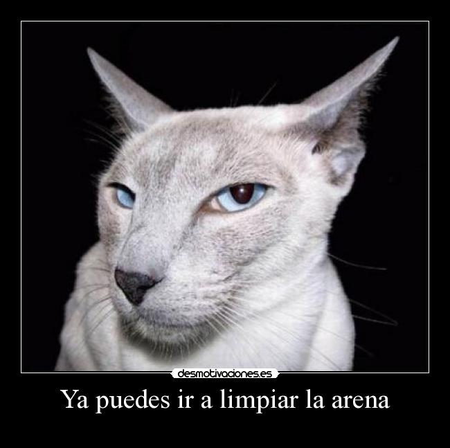 Ya puedes ir a limpiar la arena - 