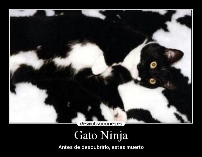 Gato Ninja - Antes de descubrirlo, estas muerto