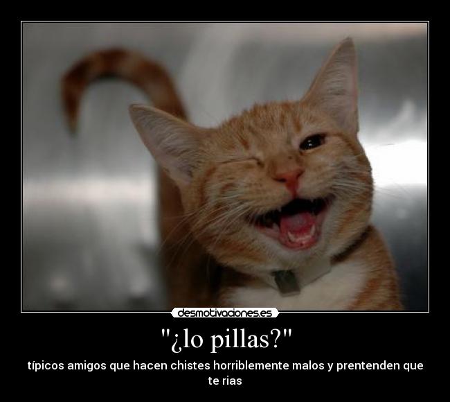 carteles chistes gato desmotivaciones