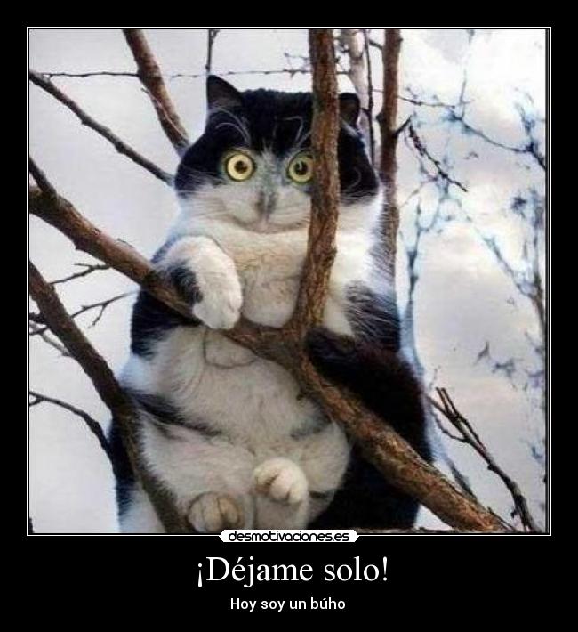 ¡Déjame solo! - Hoy soy un búho