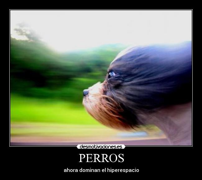 PERROS -