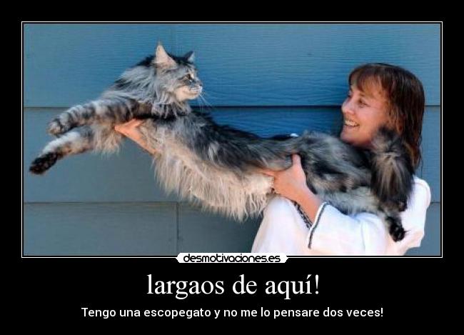 largaos de aquí! - Tengo una escopegato y no me lo pensare dos veces!