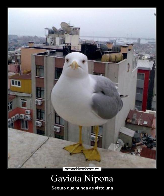 Gaviota Nipona - 