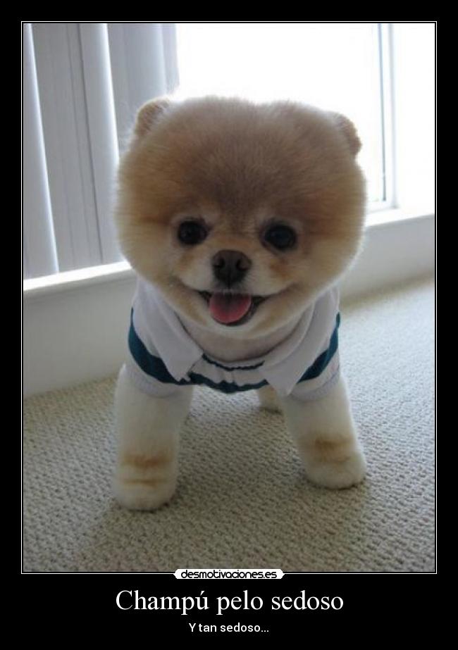 Champú pelo sedoso - Y tan sedoso...