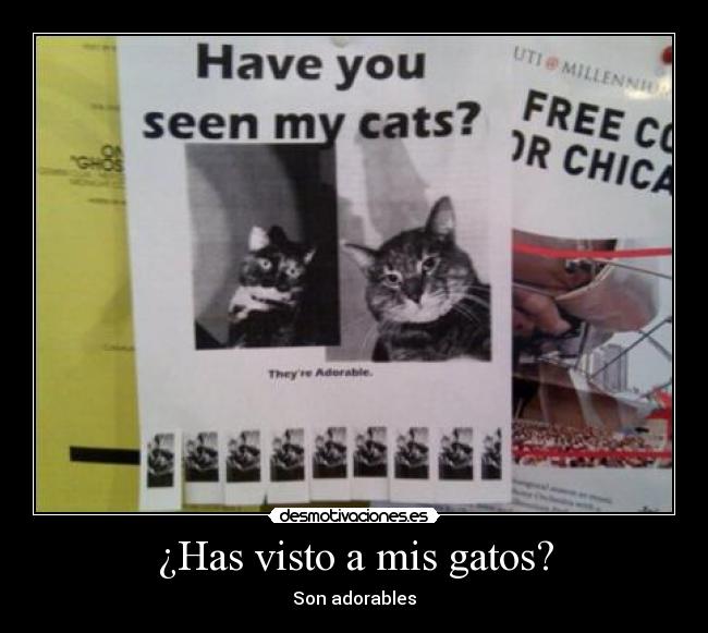 ¿Has visto a mis gatos? - Son adorables