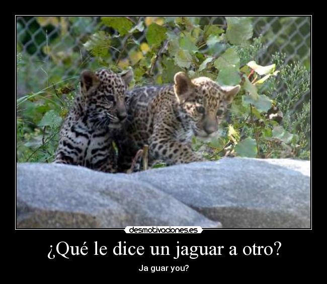 ¿Qué le dice un jaguar a otro? - 