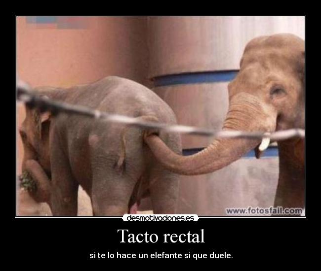 Tacto rectal - si te lo hace un elefante si que duele.